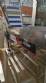 Alimentador posicionador abastecedor vibrat�rio em a�o inox de tampas TecnoEnvase TAG 5000